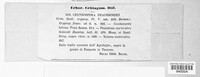 Phacidium lauri image
